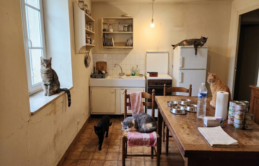 Sauver les 47 chats du refuge des Mille Pattes (Tarn)